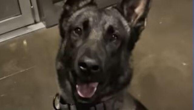 Il cagnolone Malinois Hunter ora è davvero felice dopo aver conquistato la sua libertà (VIDEO)