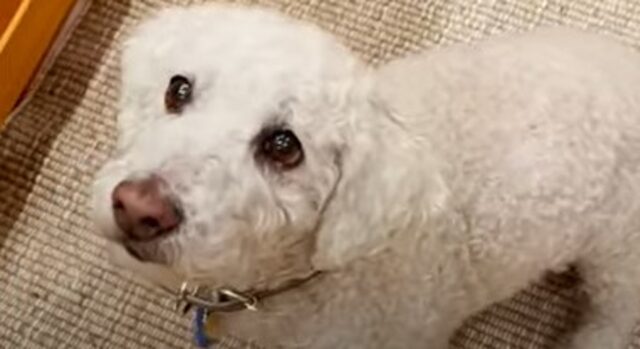 Cagnolone Matt si è sentito meglio non appena ha capito di essere stato salvato (VIDEO)