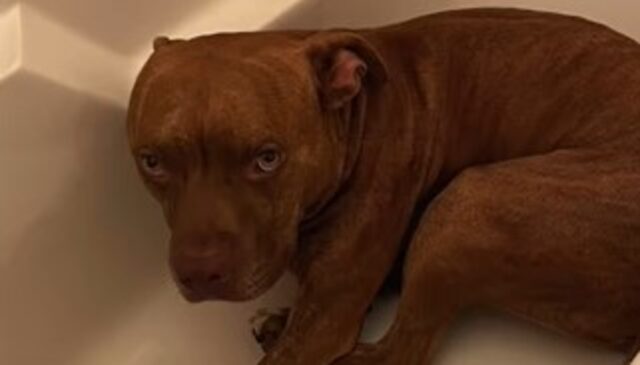 Il cagnolone Pitbull Duncan non avrebbe mai pensato che avrebbe vissuto questo (VIDEO)