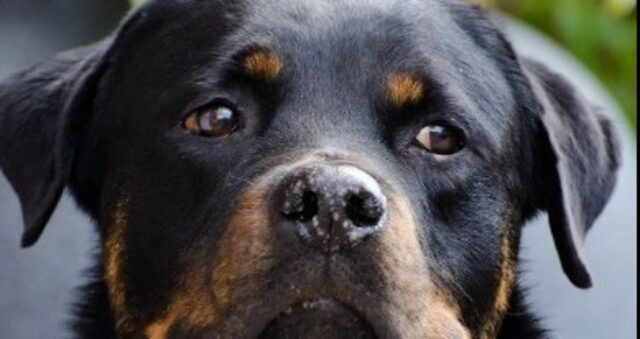 Cagnolone Rottweiler è troppo felice di conoscere il suo nuovo amico peloso (VIDEO)