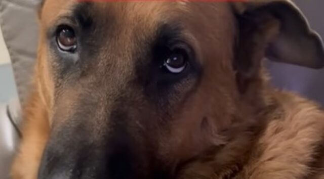 Cagnolone Rusty è profondamente legato al suo dolce papà umano; la storia (VIDEO)