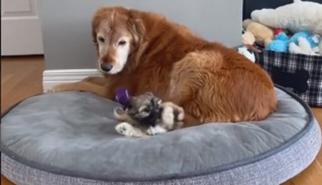 Cagnolone anziano è rassegnato dalla presenza ingombrante del cucciolo (VIDEO)