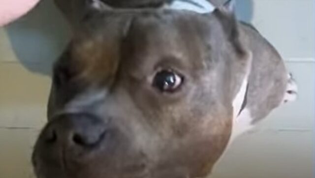 Il cagnolone Pitbull King Tut ha trovato una famiglia che ama impegnarsi per lui (VIDEO)