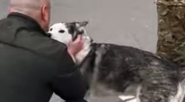 Cagnolone ucraino Husky si ricongiunge al suo umano dopo essere sopravvissuti ad un bombardamento (VIDEO)