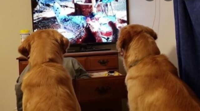 Cagnoloni Golden Benny e Lucy stanno guardando con attenzione un film (VIDEO)