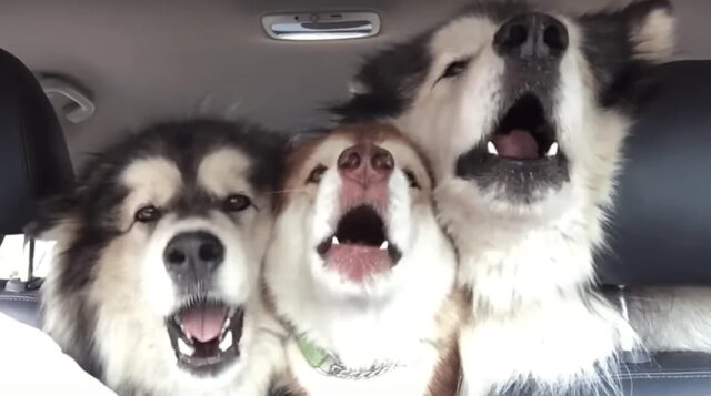 tre cagnoloni