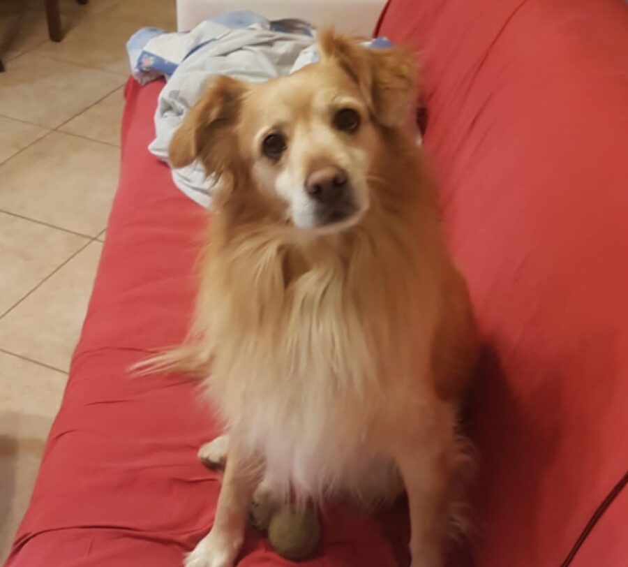 cagnolino su divano colore rosso 