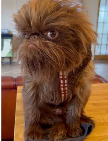 Cucciolo di cane che somiglia ad un personaggio di Star Wars
