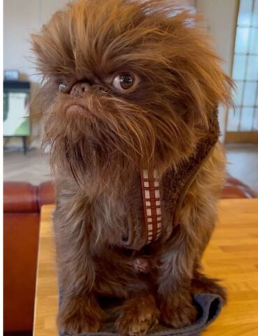 Cucciolo di cane che somiglia ad un personaggio di Star Wars