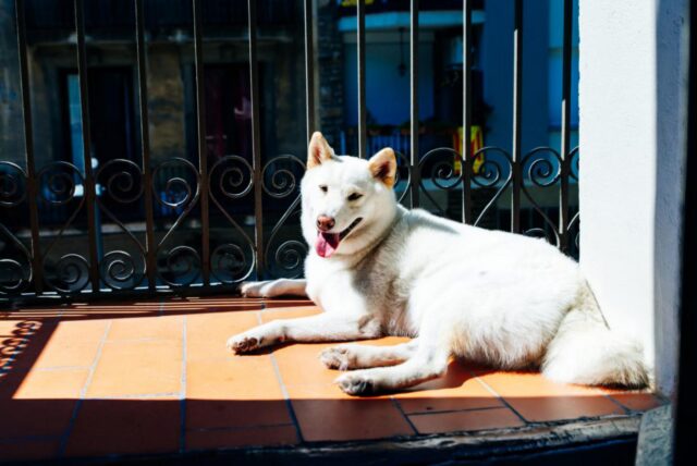 Il cane abbaiava troppo e i proprietari gli hanno chiuso la bocca con dello scotch