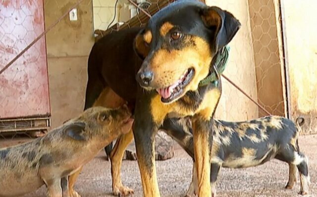 Cagnolina adotta e allatta due piccoli maiali che la mamma non poteva nutrire