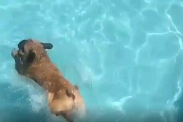 Il piccolo bulldog francese ama l’acqua e non vuole saperne di uscire dalla piscina