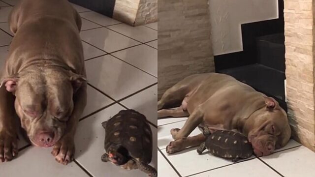 Il pitbull è un amico della tartaruga Joanna e i loro filmati spopolano tra gli utenti