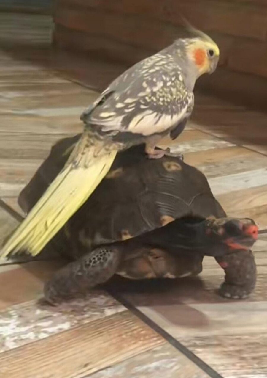 pappagallo sulla tartaruga
