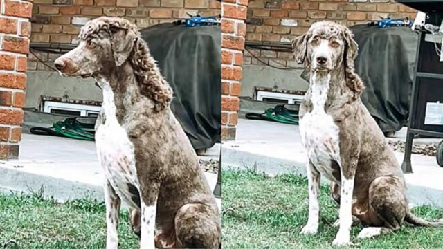 Il cane sfoggia il suo nuovo “taglio di capelli” inventato dal marito della sua padrona