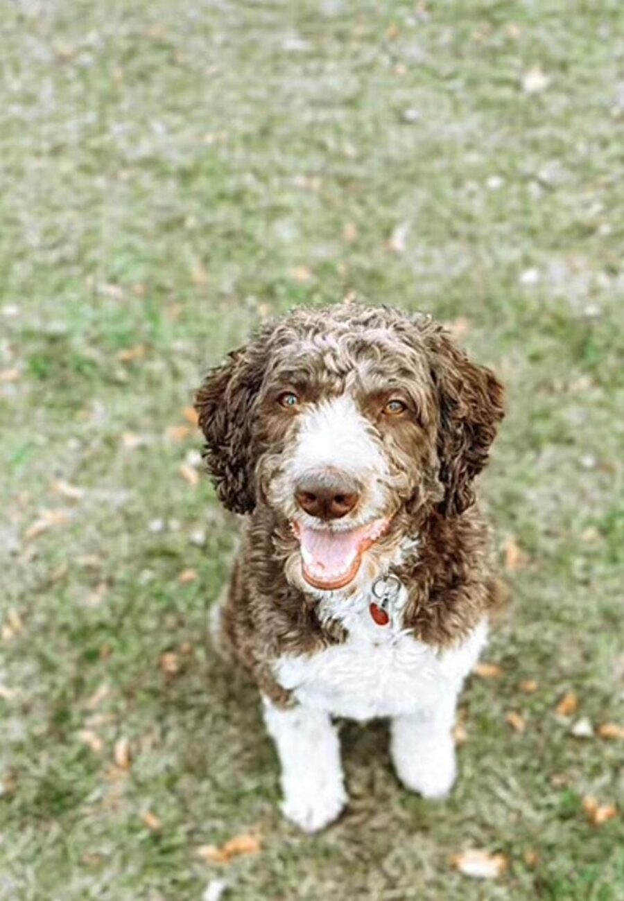 cane con pelo riccio