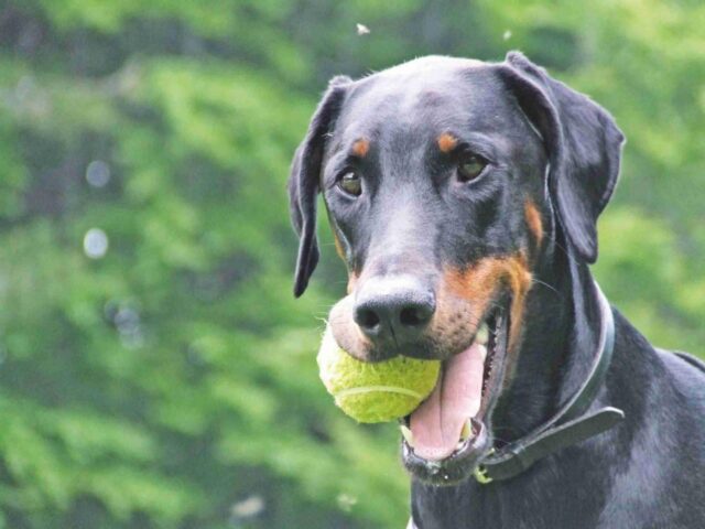 Cane Dobermann lotta a lungo contro la brutta malattia