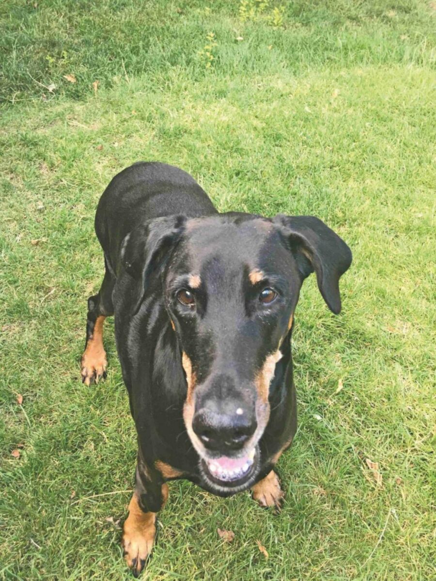 cagnolone dobermann