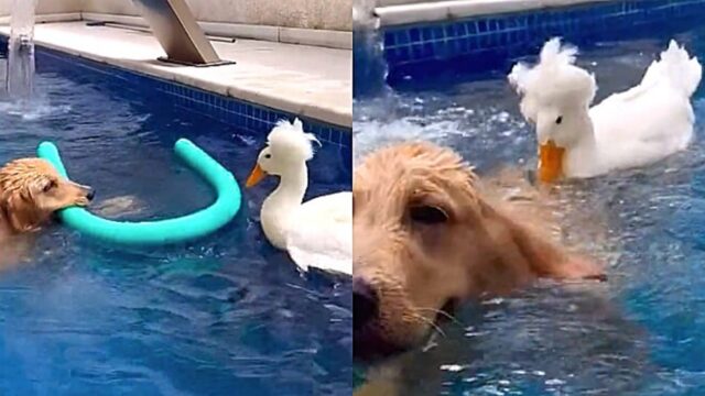 Il cane e il papero fanno il bagno in piscina e giocano insieme