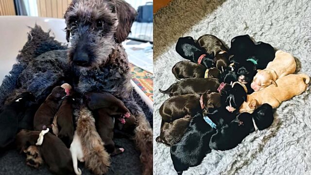 La cagnolina arriva al rifugio e stupisce i volontari partorendo ben 13 cuccioli