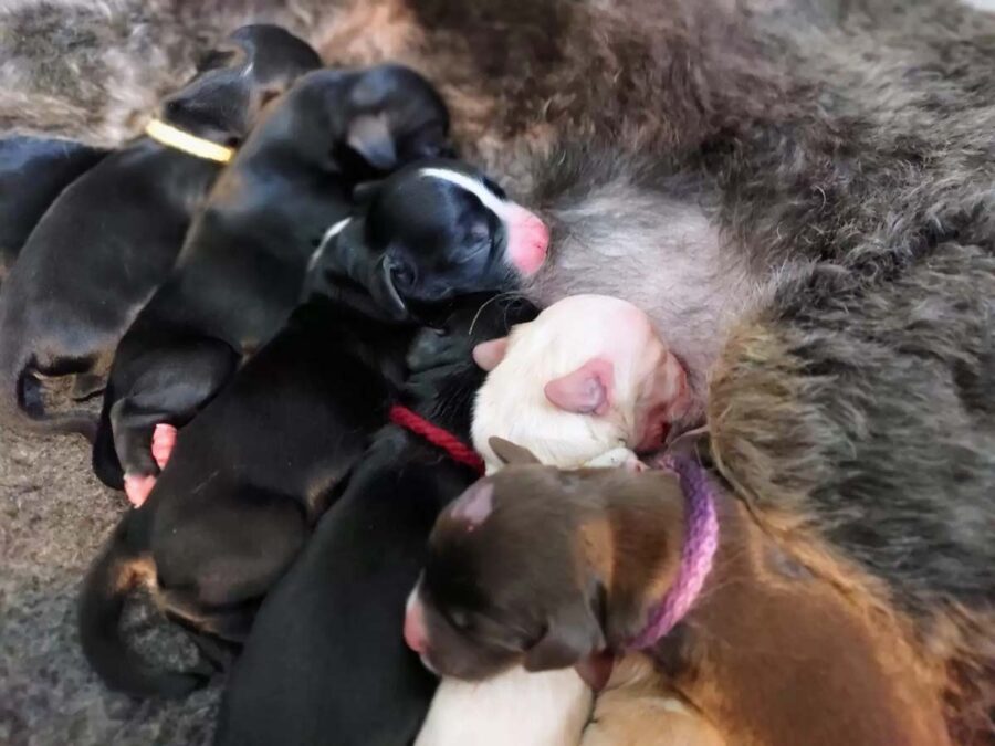 cagnolina con cuccioli