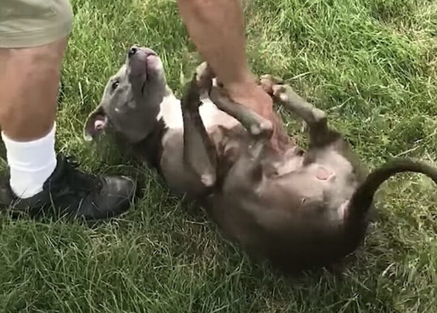 cane si rotola nell'erba
