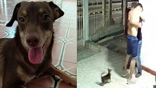 Il cane scappa da casa e una videocamera di sorveglianza riprende un momento molto toccante