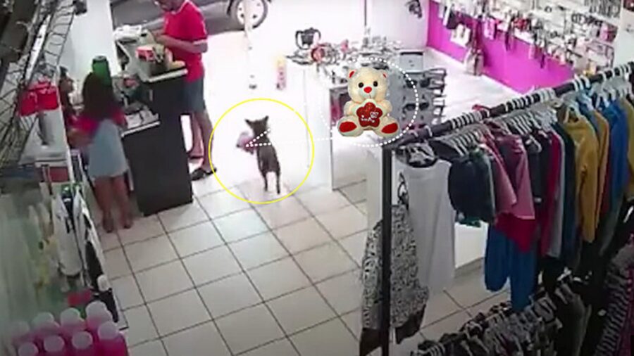 cane commette furto in un negozio