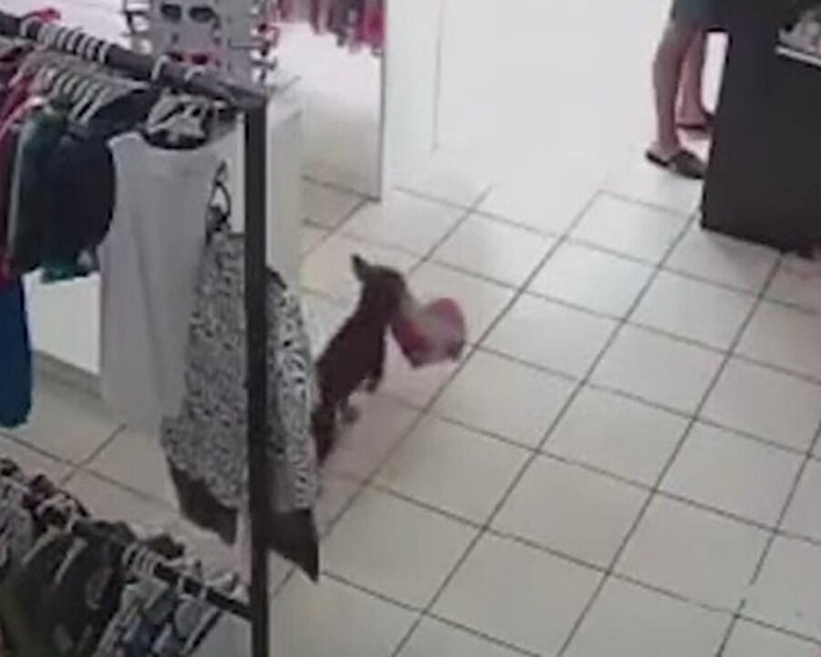 cane commette furto in un negozio