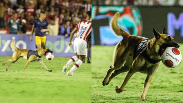 Il cane poliziotto invade il campo da gioco e sequestra il pallone durante il campionato di calcio