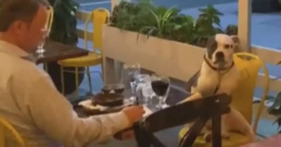 Un uomo ha un appuntamento romantico al ristorante con il suo cane