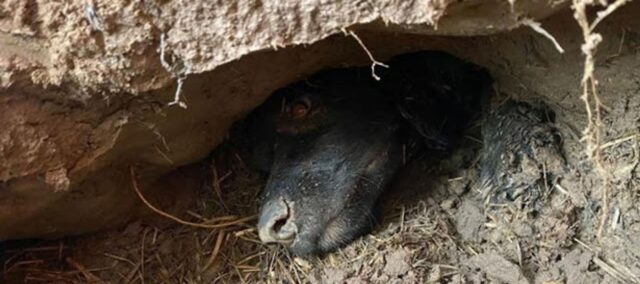 cane viene salvato dopo essere stato intrappolato sottoterra per più di 60 ore