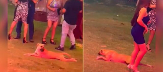 Il cane entra in una festa e cerca di mimetizzarsi strisciando per raggiungere il buffet