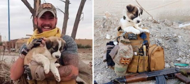 Il cane siriano viaggia fino Parigi per ritrovare il soldato che lo ha salvato
