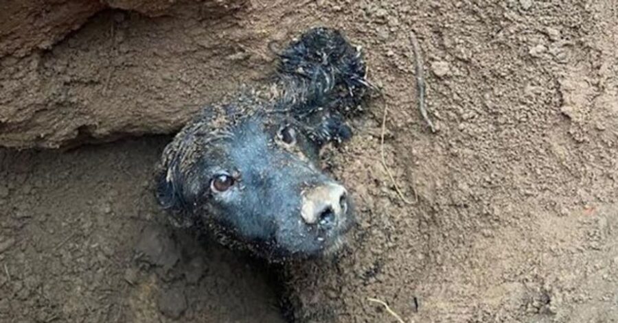 cane viene salvato dopo essere stato intrappolato sottoterra per più di 60 ore