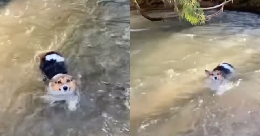 Un cane testardo stava annegando, fortunatamente il proprietario se ne accorge in tempo