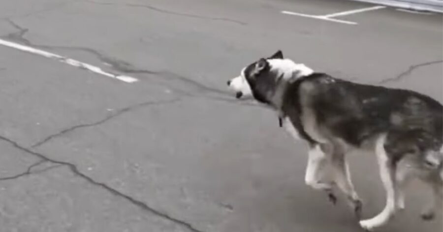 L'uomo si riunisce con il suo amato cane dopo essere stati separati dai bombardamenti a Kiev