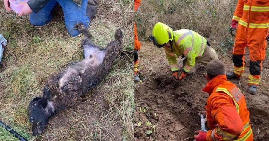 cane viene salvato dopo essere stato intrappolato sottoterra per più di 60 ore