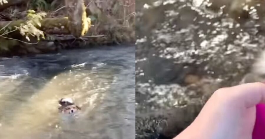 Un cane testardo stava annegando, fortunatamente il proprietario se ne accorge in tempo