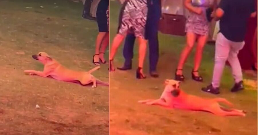 Il cane entra in una festa e cerca di mimetizzarsi strisciando per raggiungere il buffet