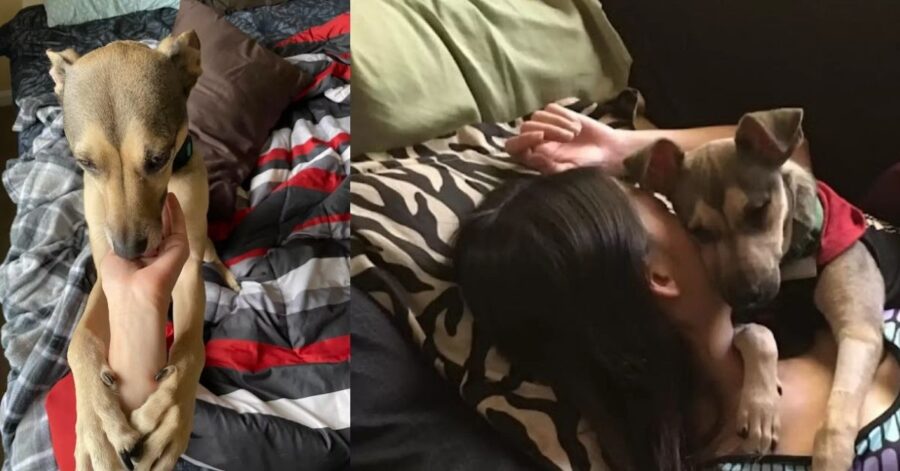 Una donna si fa un tatuaggio dolcissimo in memoria del suo amato cane