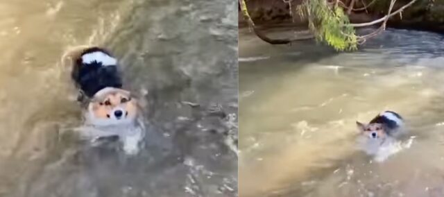 Un cane testardo stava annegando, fortunatamente il proprietario se ne accorge in tempo