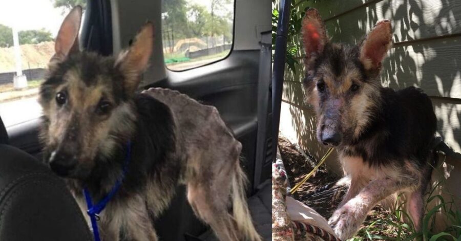 La donna trova un cane randagio intrappolato nella rete di ferro di un letto: il suo gesto è ammirevole