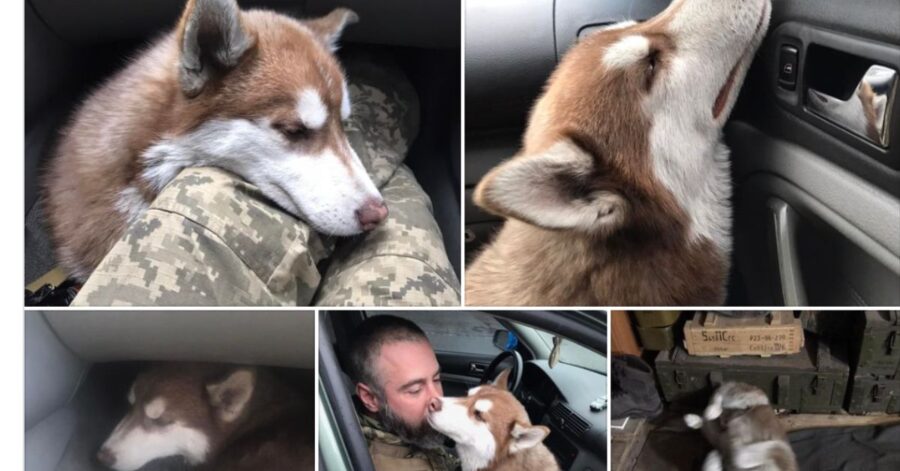 Un soldato ucraino salva un cane abbandonato dopo gli attacchi russi a Bucha