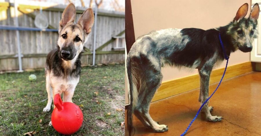 La donna trova un cane randagio intrappolato nella rete di ferro di un letto: il suo gesto è ammirevole