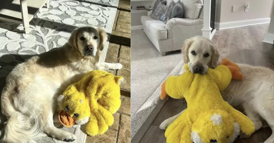 Sorprendono il loro adorato cane travestendosi come il suo giocattolo preferito