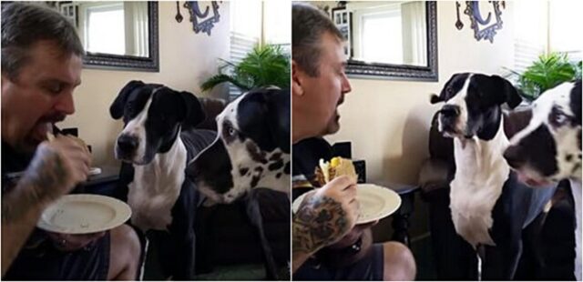 I cani chiedono un pezzo di panino al loro padrone che tenta invano di resistere (VIDEO)