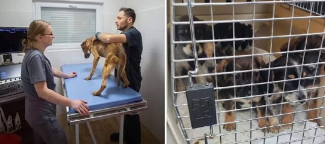 L'eroe polacco rischia la vita per recuperare più di 100 cani e gatti intrappolati in Ucraina