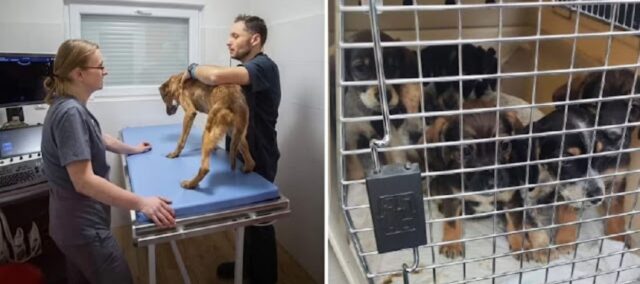 L’eroe polacco rischia la vita per recuperare più di 100 cani e gatti intrappolati in Ucraina