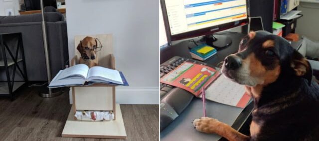 Un'insegnante chiede ai suoi studenti di mandarle le foto dei loro cani che fanno i compiti
